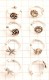 MINI EARRINGS AND NOSE RINGS - SEPTUM ARG-ORN170-02SET - Oriente Import S.r.l.