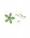 ORECCHINI IN ARGENTO A FIORE CON ATTACCO A FARFALL