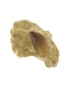 FOSSILE DENTE DI MOSASAURO PROVENIENZA MAROCCO , P