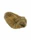 FOSSILE DI TRILOBITE FLEXICALYMENE OUZREGUI ORDOVI