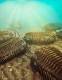 FOSSILE DI TRILOBITE FLEXICALYMENE OUZREGUI ORDOVI