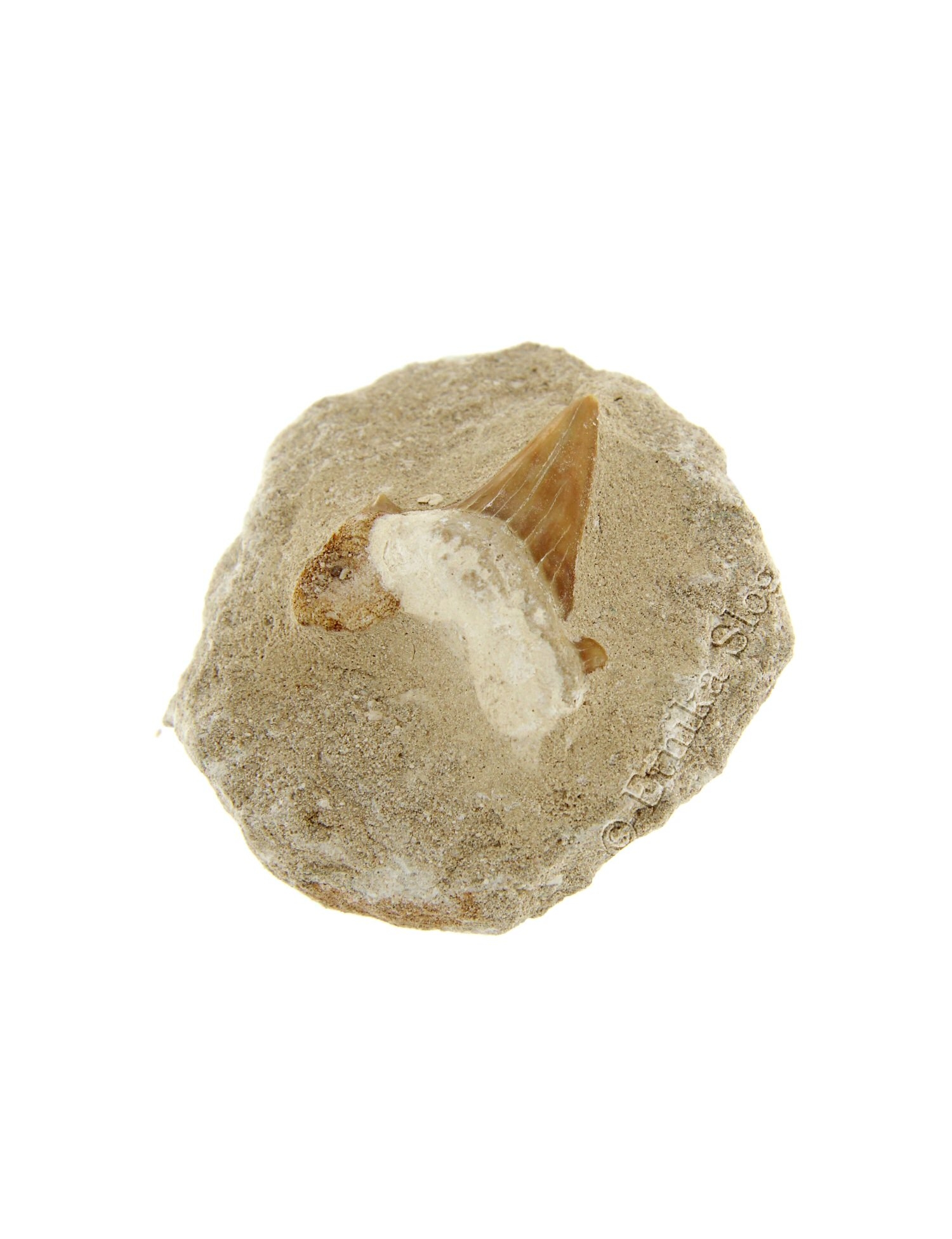 FOSSILE DENTE DI SQUALO STRIATOLAMIA FAMIGLIA HEXA FOSSILE DENTE DI SQUALO STRIATOLAMIA FAMIGLIA HEXA