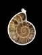 PENDENTE&nbsp;IN ARGENTO&nbsp;CON&nbsp;AMMONITE.MONTATURA L