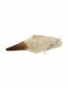 FOSSILE DENTE DI MOSASAURO PROVENIENZA MAROCCO , P