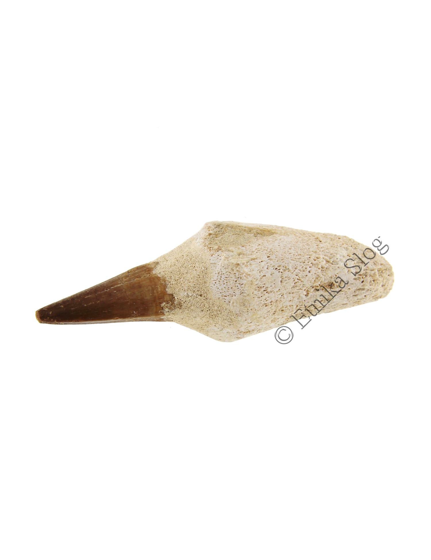 FOSSILE DENTE DI MOSASAURO PROVENIENZA MAROCCO , P FOSSILE DENTE DI MOSASAURO PROVENIENZA MAROCCO , P
