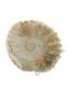 FOSSILE AMMONITE&nbsp;PROVENIENZA MAROCCO.MISURCA