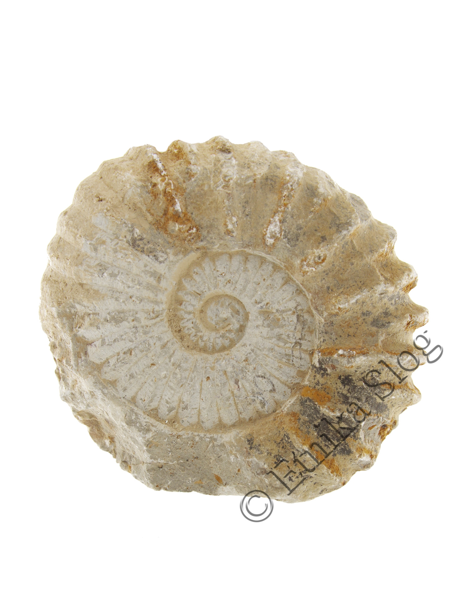 FOSSILE AMMONITE PROVENIENZA MAROCCO.MISURCA FOSSILE AMMONITE PROVENIENZA MAROCCO.MISURCA