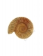 FOSSILE AMMONITE&nbsp;PROVENIENZA FRANCIA.MISURCA