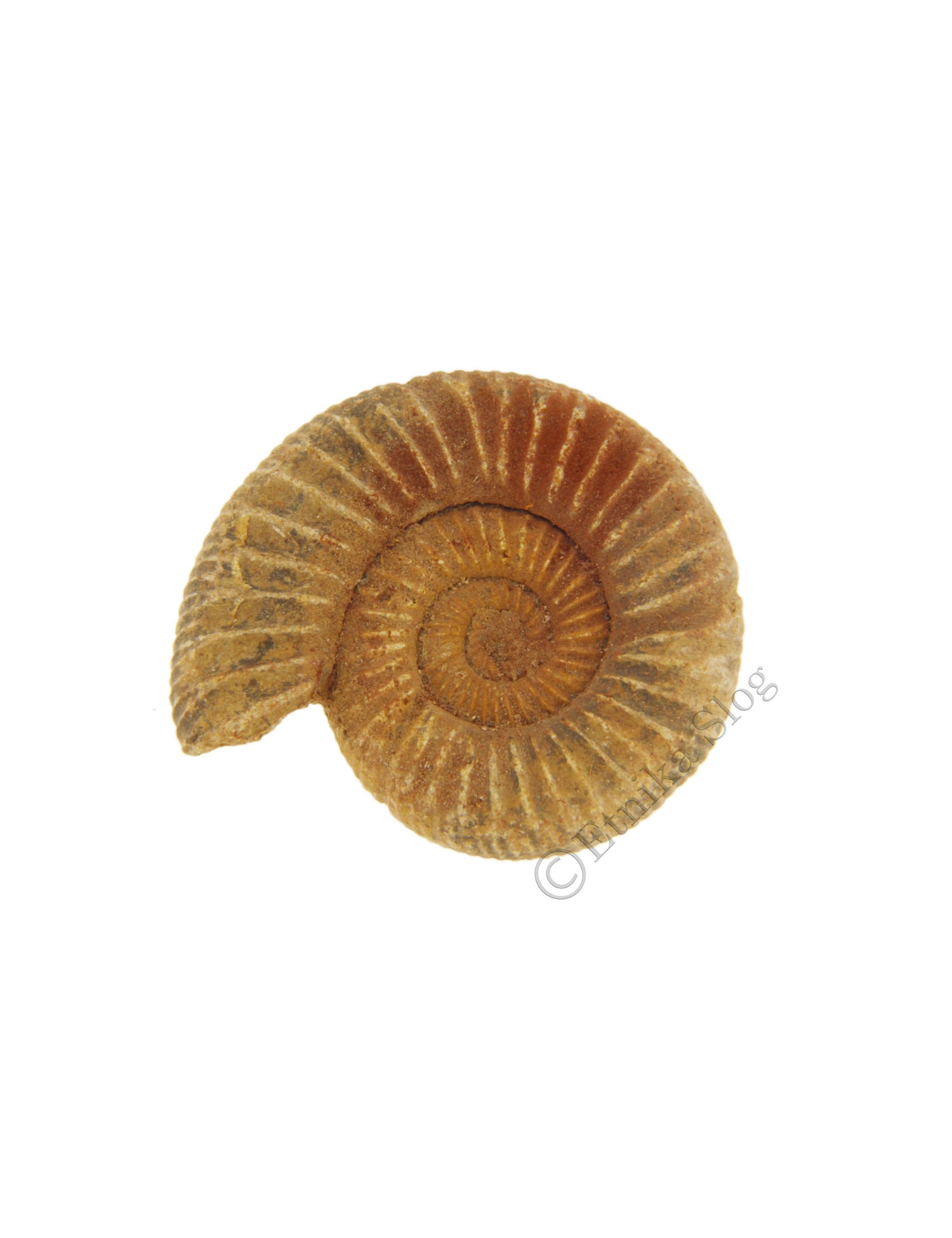 FOSSILE AMMONITE PROVENIENZA FRANCIA.MISURCA FOSSILE AMMONITE PROVENIENZA FRANCIA.MISURCA